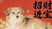 八九不离英雄色指什么生肖，解读最新词语释义